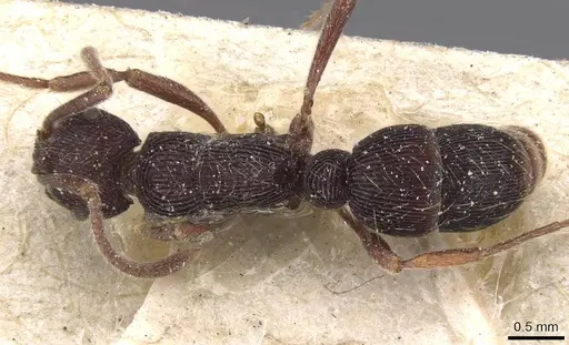 Holcoponera striatula specimen CASENT0915121 image casent0915121_1