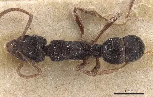 Holcoponera striatula specimen CASENT0915122 image casent0915122_1