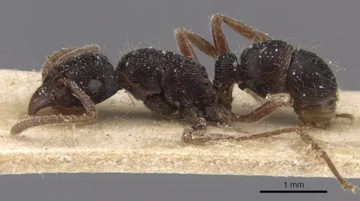 Holcoponera striatula specimen CASENT0915122 image casent0915122_3