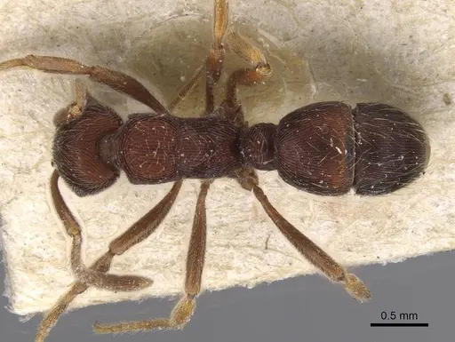 Holcoponera striatula specimen CASENT0915123 image casent0915123_1