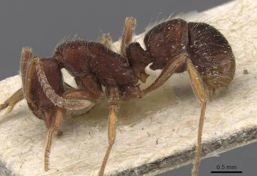 Holcoponera striatula specimen CASENT0915123 image casent0915123_3