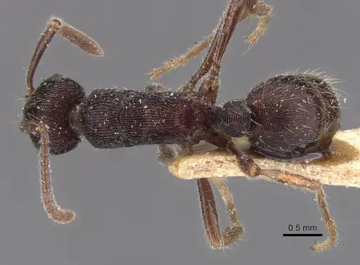Holcoponera striatula specimen CASENT0915124 image casent0915124_1