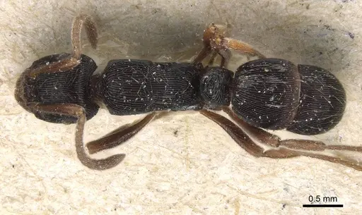 Holcoponera striatula specimen CASENT0915125 image casent0915125_1
