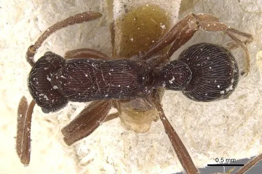 Holcoponera striatula specimen CASENT0915128 image casent0915128_1