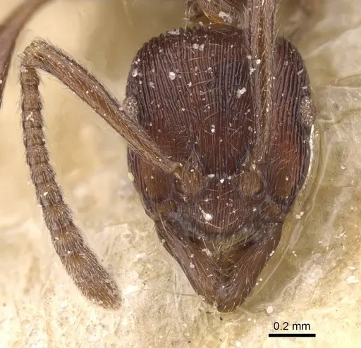 Holcoponera striatula specimen CASENT0915130 image casent0915130_2