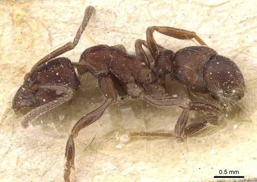 Holcoponera striatula specimen CASENT0915130 image casent0915130_3
