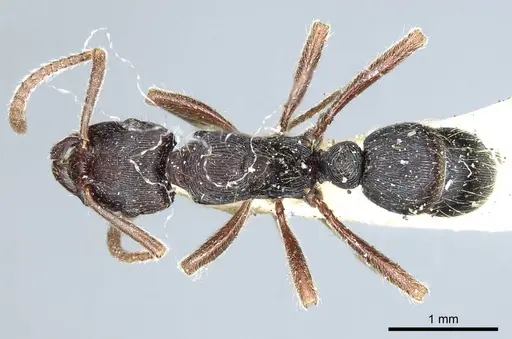 Holcoponera striatula specimen CASENT0915917 image casent0915917_1