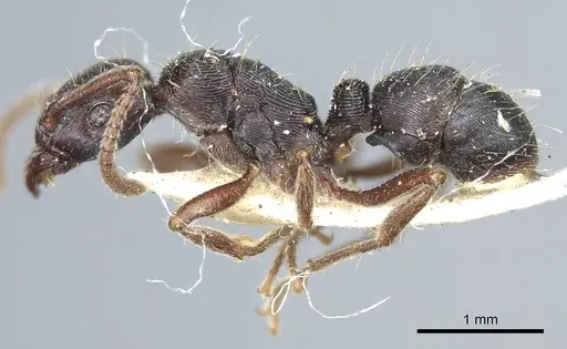 Holcoponera striatula specimen CASENT0915917 image casent0915917_3