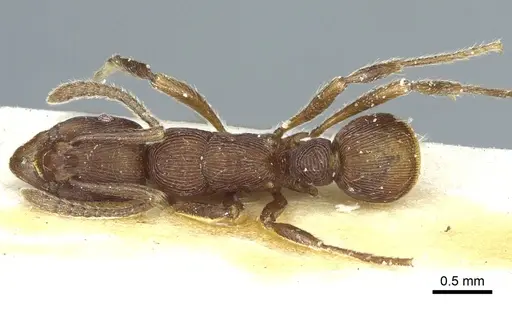 Holcoponera striatula specimen CASENT0915921 image casent0915921_1