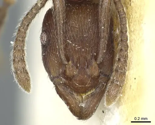 Holcoponera striatula specimen CASENT0915921 image casent0915921_2