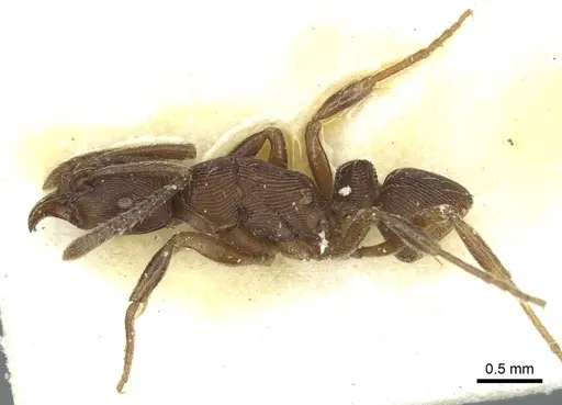 Holcoponera striatula specimen CASENT0915921 image casent0915921_3