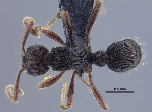 Holcoponera striatula specimen CBUMAGENT41769 image cbumagent41769_1
