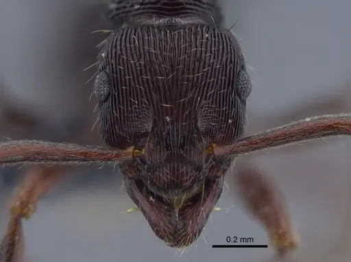Holcoponera striatula specimen CBUMAGENT41769 image cbumagent41769_2