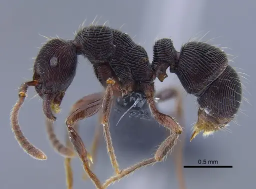 Holcoponera striatula specimen CBUMAGENT41769 image cbumagent41769_3