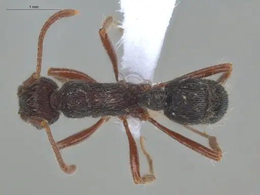 Holcoponera striatula specimen ECOFOG-MI15-0375-19 image ecofog-mi15-0375-19_1
