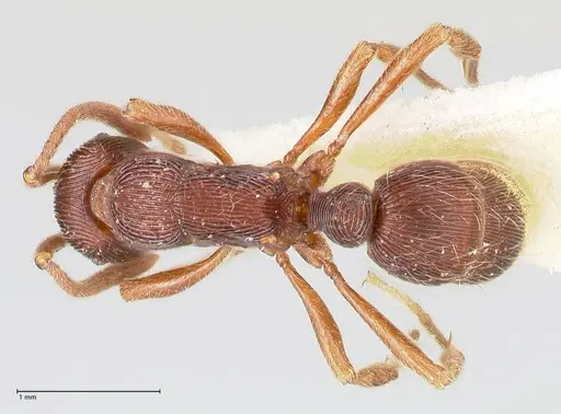 Holcoponera striatula specimen FOCOL0866 image focol0866_1