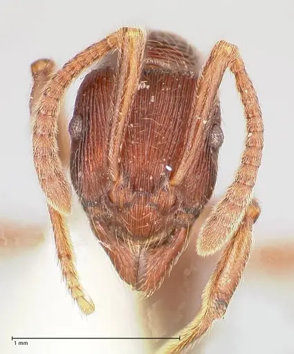 Holcoponera striatula specimen FOCOL0866 image focol0866_2