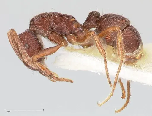Holcoponera striatula specimen FOCOL0866 image focol0866_3