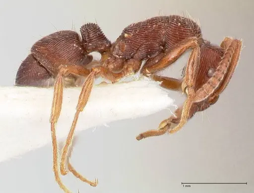 Holcoponera striatula specimen FOCOL0866 image focol0866_4