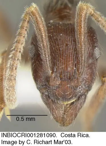 Holcoponera striatula specimen INBIOCRI001281090 image inbiocri001281090_1