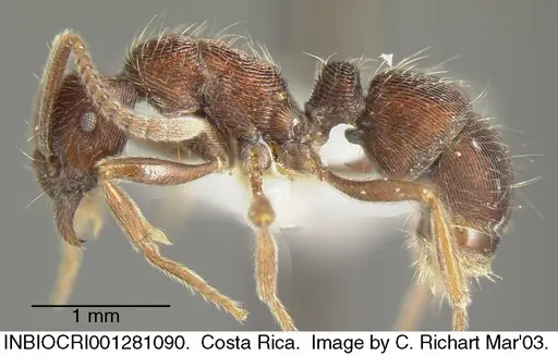 Holcoponera striatula specimen INBIOCRI001281090 image inbiocri001281090_2