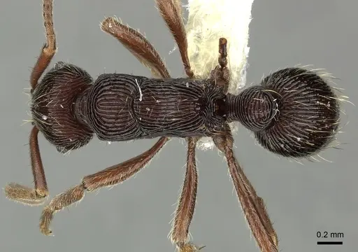 Holcoponera striatula specimen INBIOCRI002281364 image inbiocri002281364_1