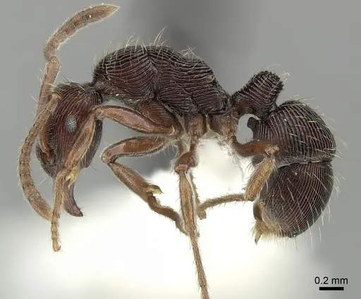 Holcoponera striatula specimen INBIOCRI002281364 image inbiocri002281364_3