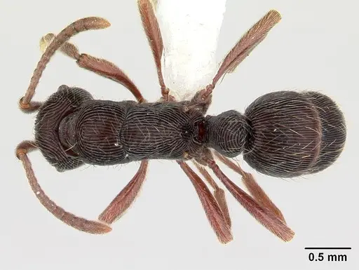 Holcoponera striatula specimen JTLC000010271 image jtlc000010271_1
