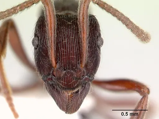 Holcoponera striatula specimen JTLC000010271 image jtlc000010271_2