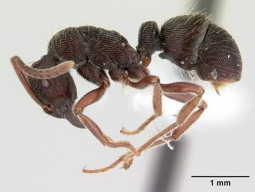 Holcoponera striatula specimen JTLC000010271 image jtlc000010271_3
