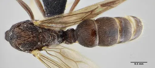 Holcoponera striatula specimen UFV-LABECOL-005792 image ufv-labecol-005792_1