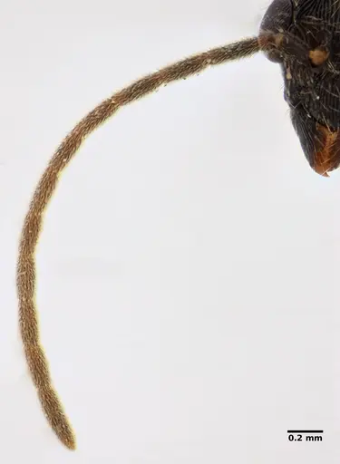 Holcoponera striatula specimen UFV-LABECOL-005792 image ufv-labecol-005792_4