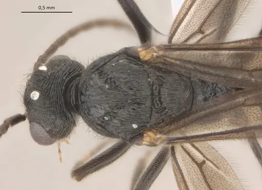 Holcoponera striatula specimen UFV-LABECOL-010961 image ufv-labecol-010961_1