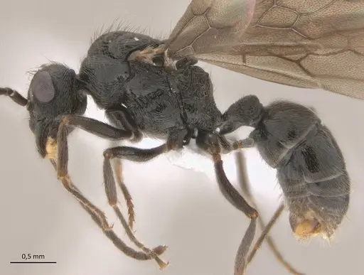 Holcoponera striatula specimen UFV-LABECOL-010961 image ufv-labecol-010961_3