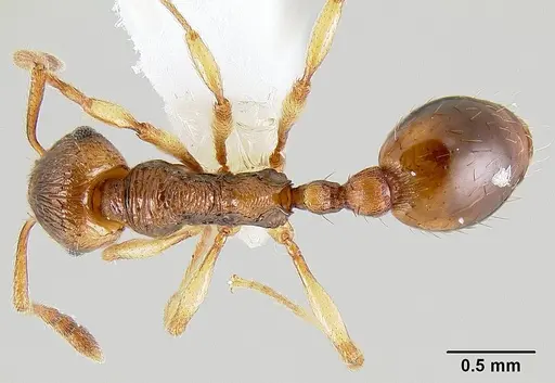 Huberia brounii specimen CASENT0106136 image casent0106136_1
