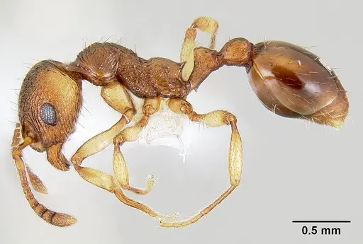 Huberia brounii specimen CASENT0106136 image casent0106136_3