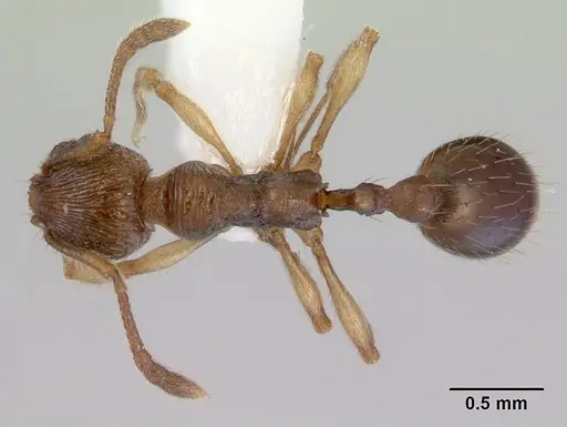 Huberia brounii specimen CASENT0172294 image casent0172294_1