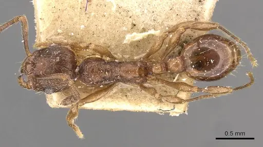 Huberia brounii specimen CASENT0908668 image casent0908668_1