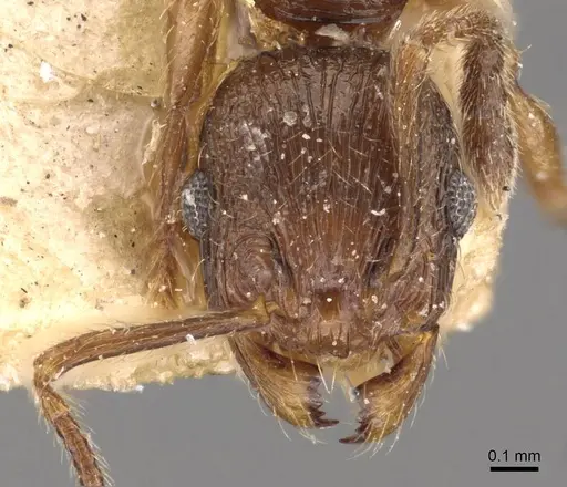 Huberia brounii specimen CASENT0908668 image casent0908668_2