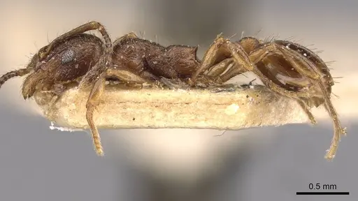 Huberia brounii specimen CASENT0908668 image casent0908668_3