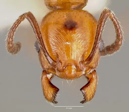 Huberia striata specimen CASENT0006149 image casent0006149_2