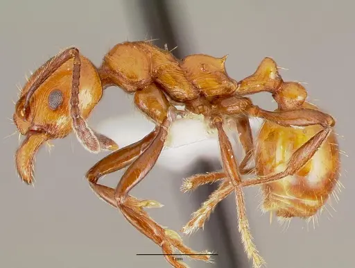 Huberia striata specimen CASENT0006149 image casent0006149_3