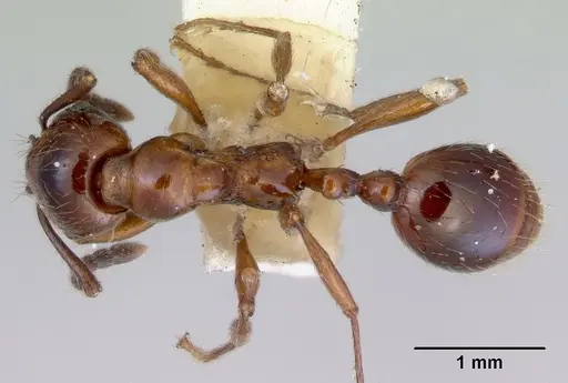 Huberia striata specimen CASENT0172284 image casent0172284_1