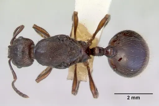 Huberia striata specimen CASENT0172285 image casent0172285_1