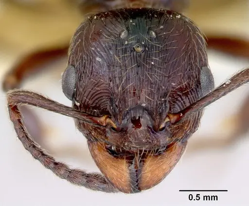 Huberia striata specimen CASENT0172285 image casent0172285_2