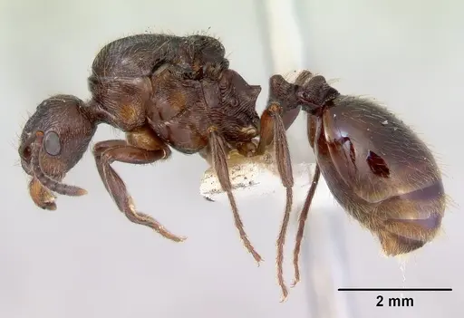 Huberia striata specimen CASENT0172285 image casent0172285_3