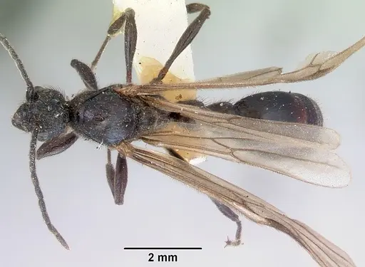 Huberia striata specimen CASENT0172286 image casent0172286_1