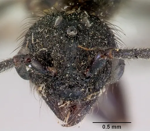Huberia striata specimen CASENT0172286 image casent0172286_2