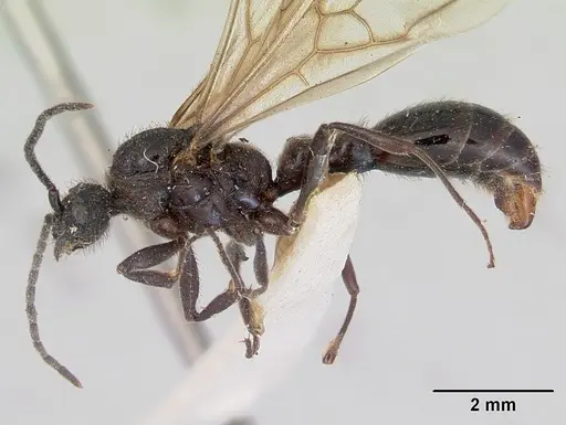 Huberia striata specimen CASENT0172286 image casent0172286_3