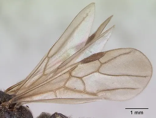 Huberia striata specimen CASENT0172286 image casent0172286_4